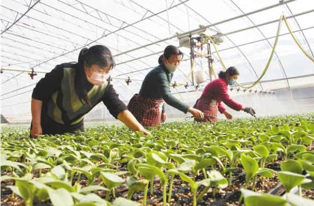 扶溝：全力確?！安嘶@子”種苗供應(yīng)