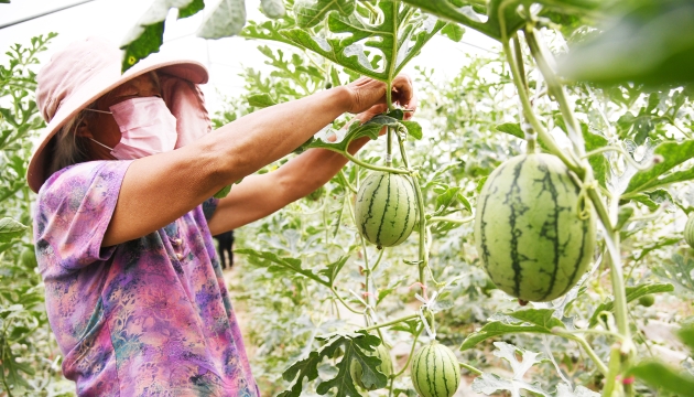 谷雨前后，種瓜點(diǎn)豆