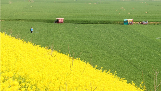 伴著花香忙農(nóng)事