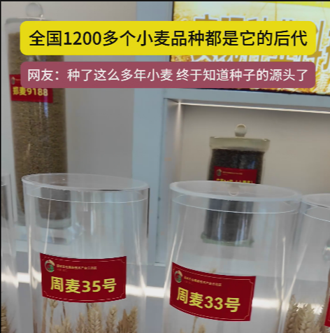 周口國(guó)家農(nóng)高區(qū)展示的種子資源，全國(guó)1200多個(gè)小麥品種都是它的后代!